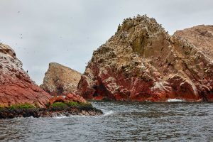 Islas Ballestas, Peru 2916