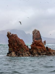 Islas Ballestas, Peru 2916