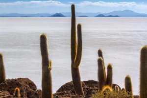 Insel Incahuasi im Salar de Uyuni, Bolivien August 2016