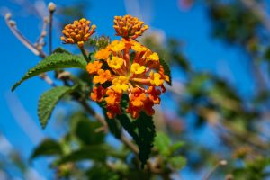 Stromboli. Äolische Inseln. Italien Mai 2022