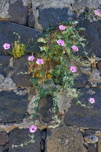 Filicudi, Äolische Inseln. Italien Mai 2022