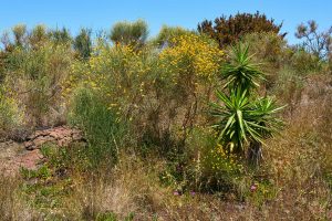 Panarea, Äolische Inseln, Italien, Mai 2022