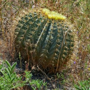 Panarea, Äolische Inseln, Italien, Mai 2022