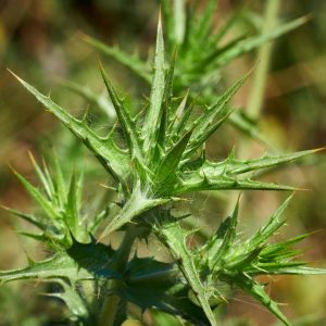 Äolische Inseln. Italien Mai 2022