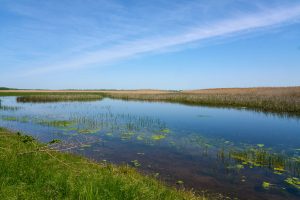 Im Donaudelta, Rumänien Mai 2023 Im Donaudelta, Rumänien Mai 2023