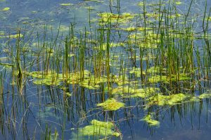 Im Donaudelta, Rumänien Mai 2023 Im Donaudelta, Rumänien Mai 2023