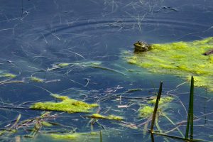 Im Donaudelta, Rumänien Mai 2023 Im Donaudelta, Rumänien Mai 2023