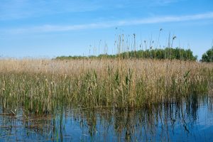 Im Donaudelta, Rumänien Mai 2023 Im Donaudelta, Rumänien Mai 2023