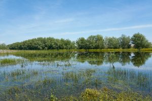 Im Donaudelta, Rumänien Mai 2023 Im Donaudelta, Rumänien Mai 2023