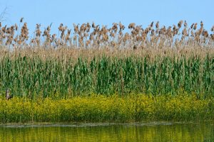 Im Donaudelta, Rumänien Mai 2023 Im Donaudelta, Rumänien Mai 2023