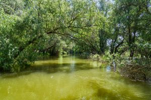 Im Donaudelta, Rumänien Mai 2023 Im Donaudelta, Rumänien Mai 2023