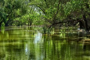 Im Donaudelta, Rumänien Mai 2023 Im Donaudelta, Rumänien Mai 2023