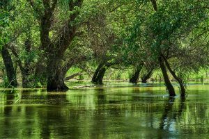 Im Donaudelta, Rumänien Mai 2023 Im Donaudelta, Rumänien Mai 2023