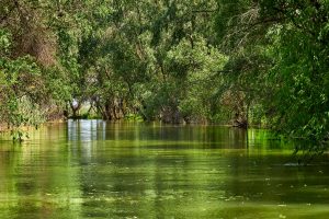 Im Donaudelta, Rumänien Mai 2023 Im Donaudelta, Rumänien Mai 2023