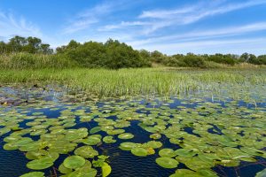 Im Donaudelta, Rumänien Mai 2023 Im Donaudelta, Rumänien Mai 2023