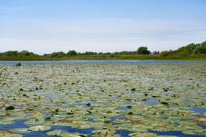 Im Donaudelta, Rumänien Mai 2023 Im Donaudelta, Rumänien Mai 2023