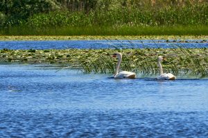 Im Donaudelta, Rumänien Mai 2023 Im Donaudelta, Rumänien Mai 2023