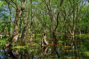 Im Donaudelta, Rumänien Mai 2023 Im Donaudelta, Rumänien Mai 2023