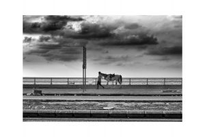 Zwischen Sidon und Tyros; Libanon; Oktober 2023