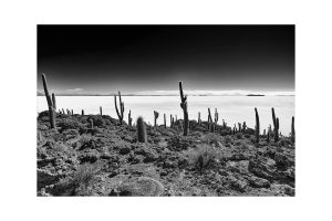Insel Incahuasi im Salar de Uyuni, Bolivien, August 2016